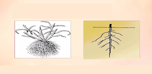 Monocot And Dicot Quiz: Can You Identify? - ProProfs Quiz
